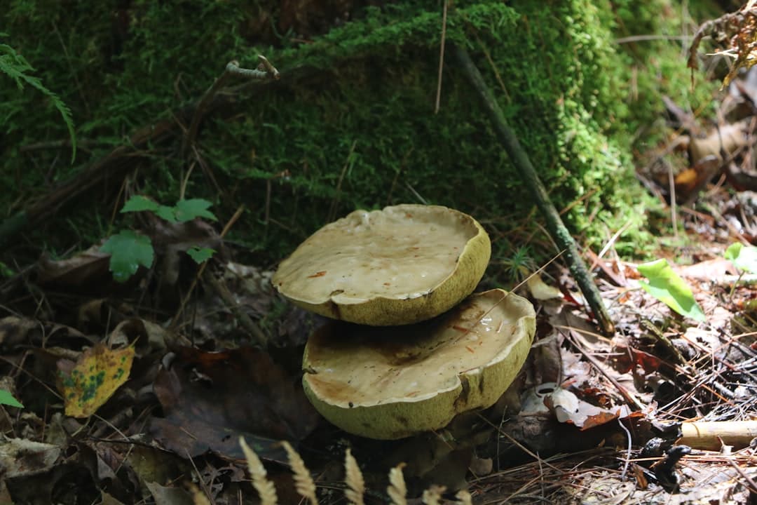 Nature as an Investment Theme: Biodiversity, Natural Capital and the New Wealth Transfer